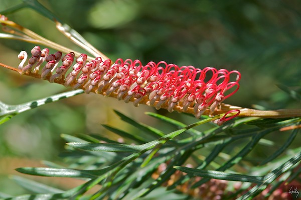 New Zealand 09_10  091